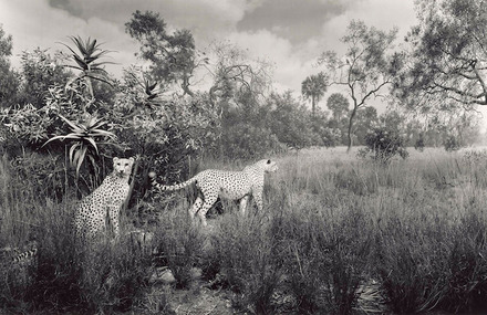 Animals in Black And White