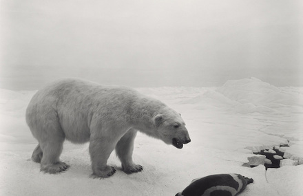 Animals in Black And White