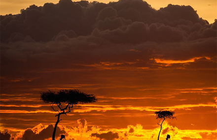 Fantastic Sunsets On The Masai Mara