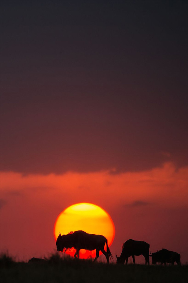 sunsetmasaimara-15