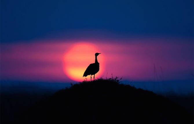 Fantastic Sunsets On The Masai Mara