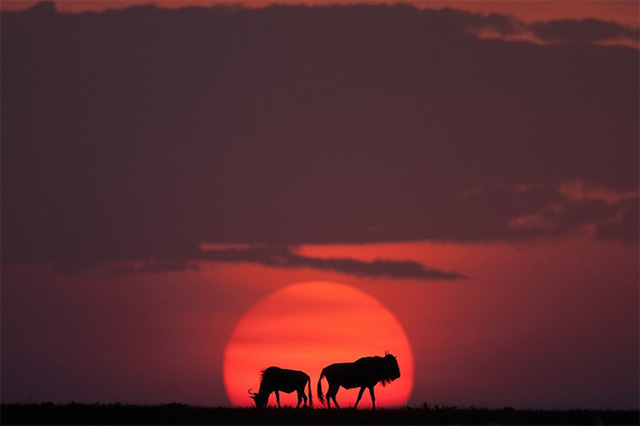 sunsetmasaimara-8