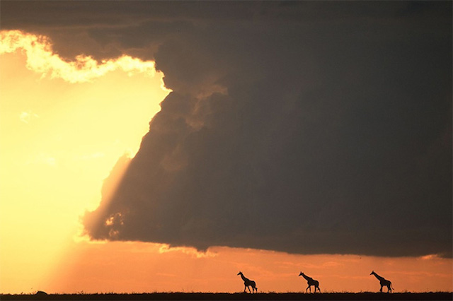 sunsetmasaimara-9