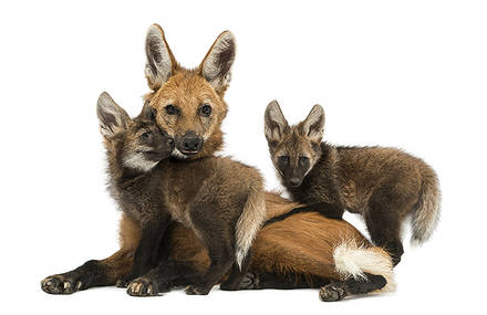 Zoo’M, Gros plans et petites histoires sur les animaux du zoo