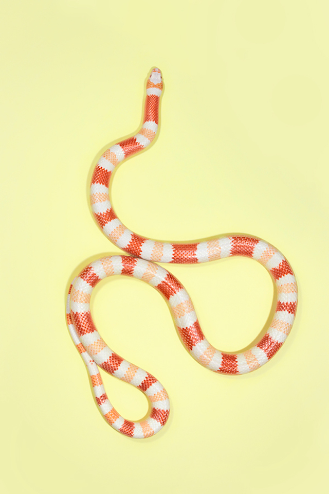 Albino Nelsons Milk Snake  - Lampropeltis triangulum nelsoni