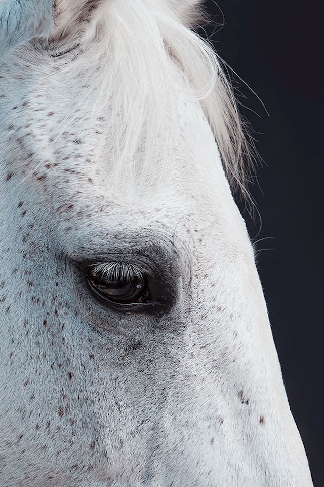 China Life Photography - Horse Year5