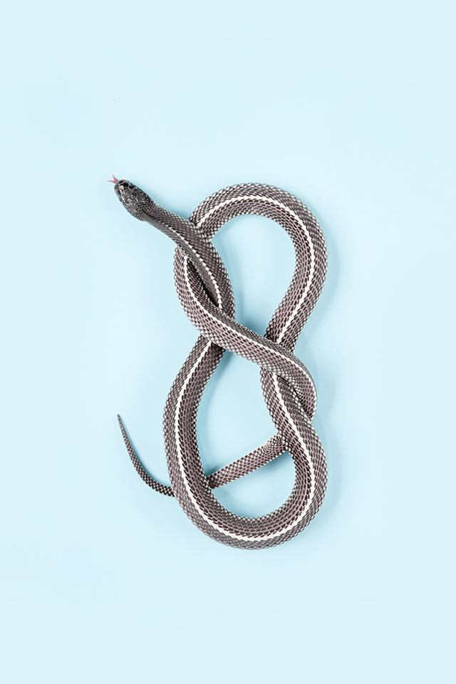 Common File Snake - Gonionotophis capensis capensi3
