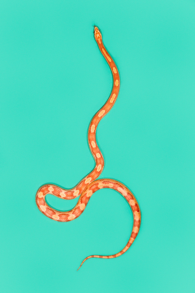 Corn Snake Sun Glow - Pantherophis guttatus