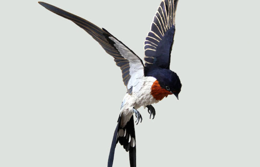 Birds Paper Sculptures