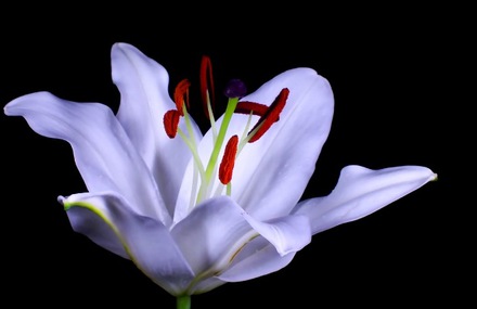 Flowers Opening Timelapse