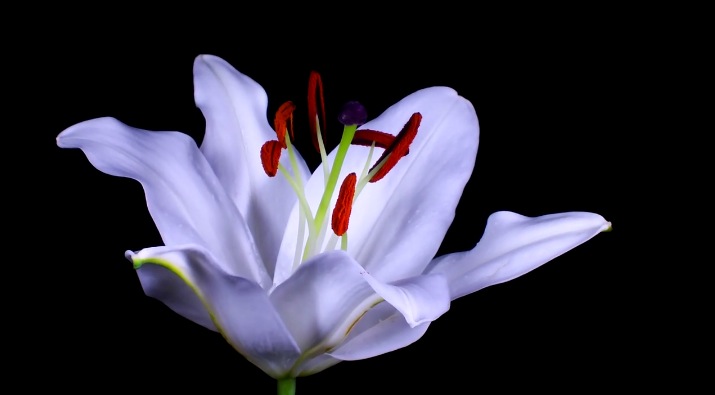 Flowers Opening Timelapse1