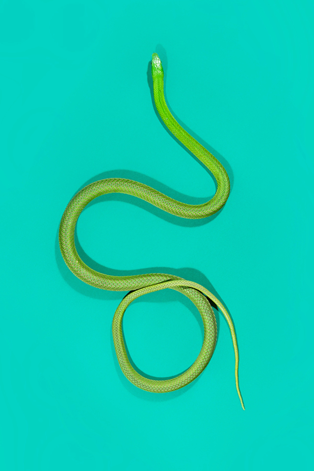 GreenMamba - Dendroaspis angusticeps 2