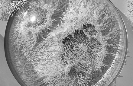 Hand Cut Paper Microbes by Rogan Brown