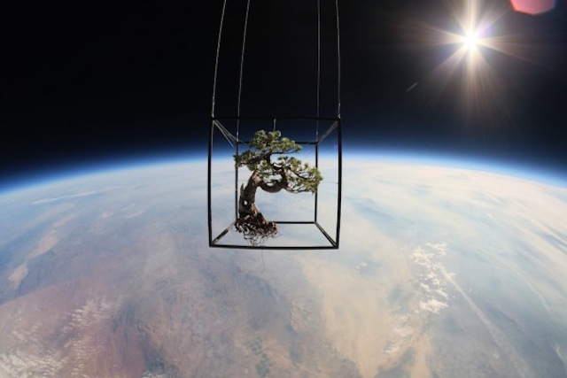 Plants in Stratosphere1