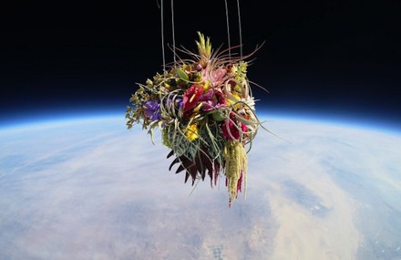 Plants in Stratosphere