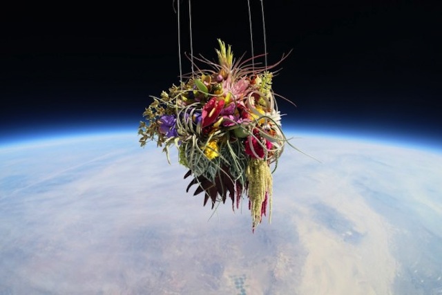 Plants in Stratosphere2
