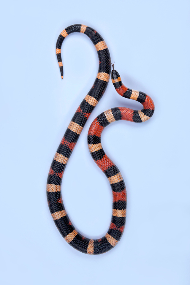 Puebian Milk Snake - Lampropeltis triangulum campbelli