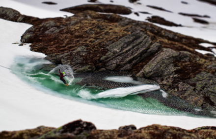 Snowboarders in Action Photography