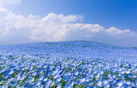 Fields of Blue Flowers in Japan