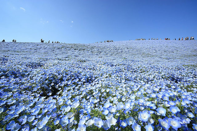 nemophilas-field-hitachi-seaside-park-5