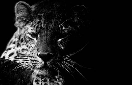 Nice Snow Leopard! – WWF ‘Wild Tattoo’ Campaign Gets Straight To The Point.