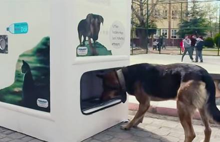 Each Recycled Bottle Feeds One Stray Dog