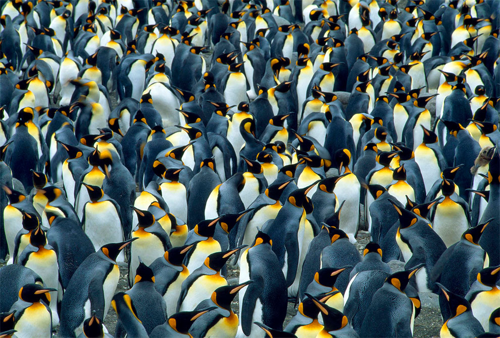 1Amazing Animals Colonies-pingouins