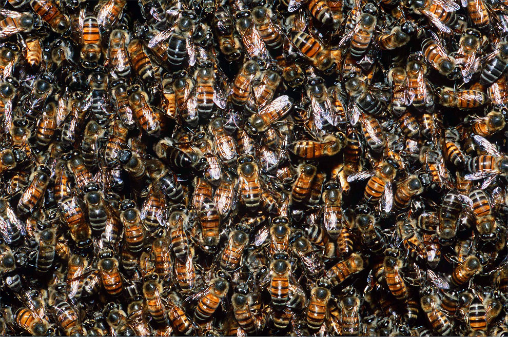 Amazing Animals Colonies-abeille