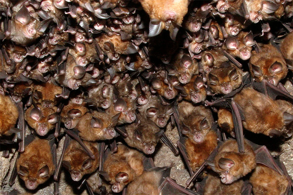 Amazing Animals Colonies-bats