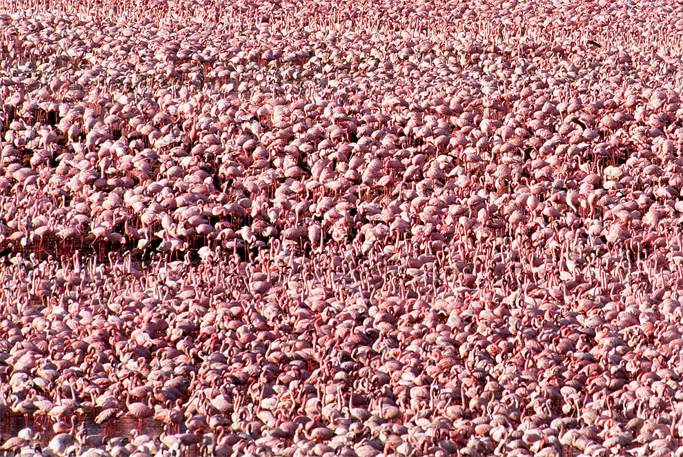 Amazing Animals Colonies-pinkfloyd