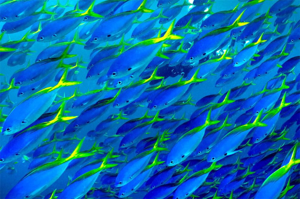 Amazing Animals Colonies-poissons tropique