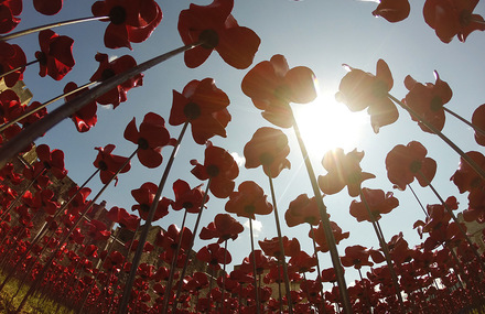 Ceramic Poppies in Tower of London