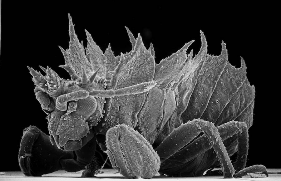 Insect Photography with Electron Microscope