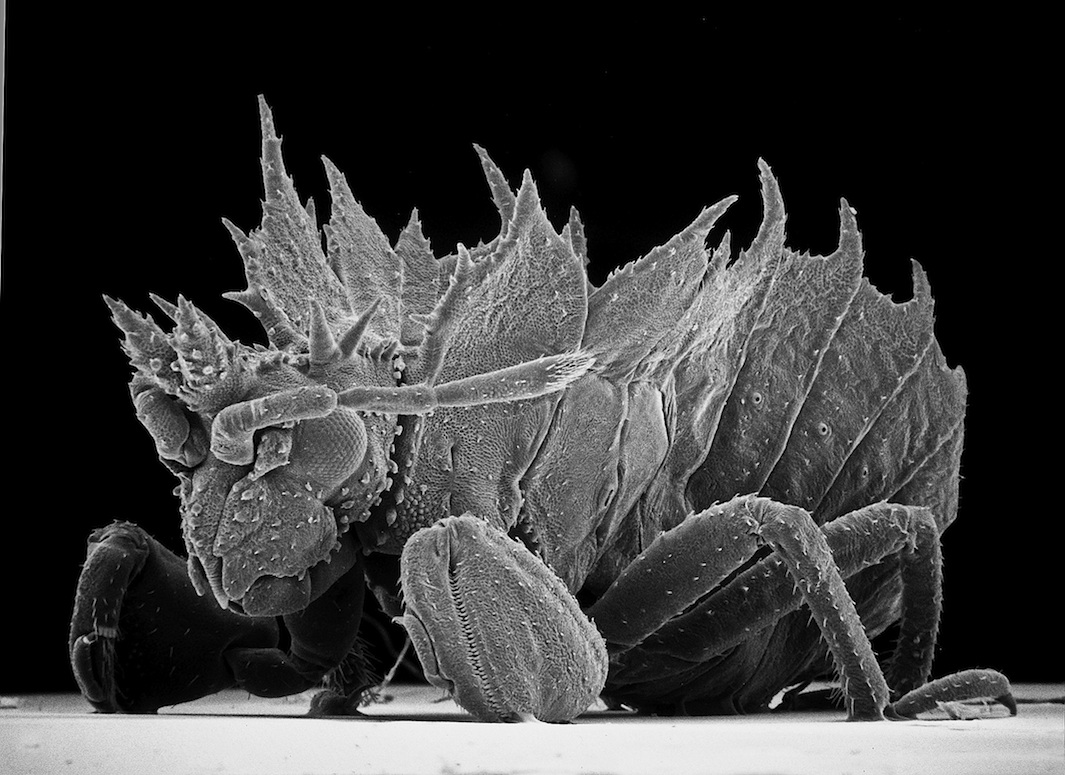 Insect Photography with Electron Microscope1