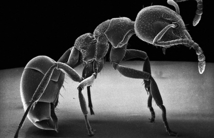Insect Photography with Electron Microscope