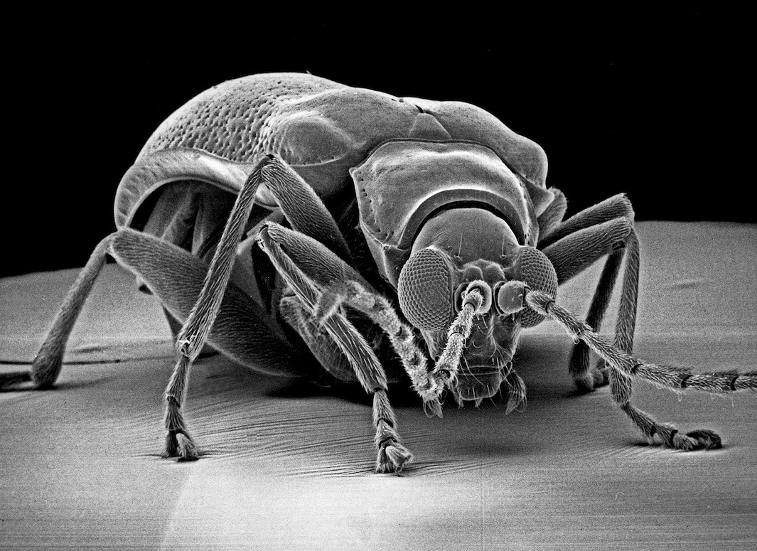 Insect Photography with Electron Microscope4