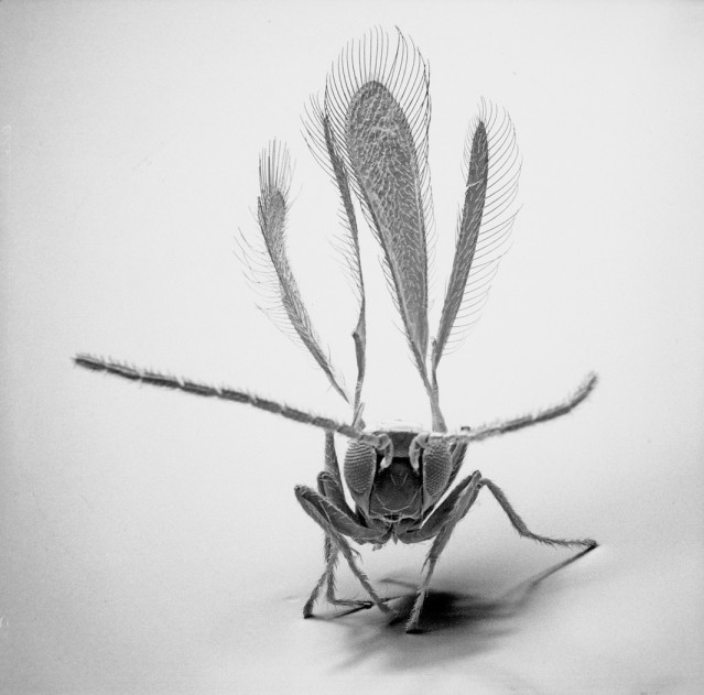 Insect Photography with Electron Microscope – Fubiz Media
