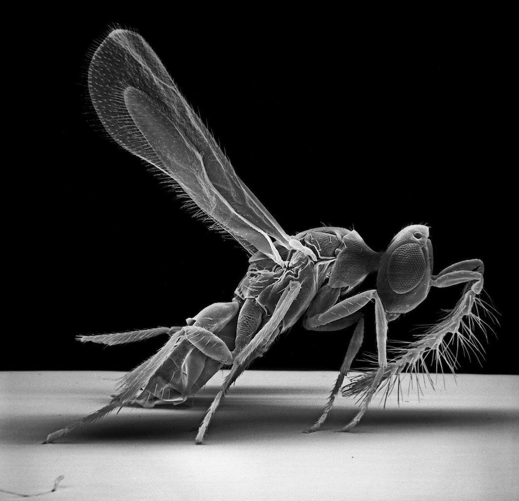 Insect Photography with Electron Microscope7