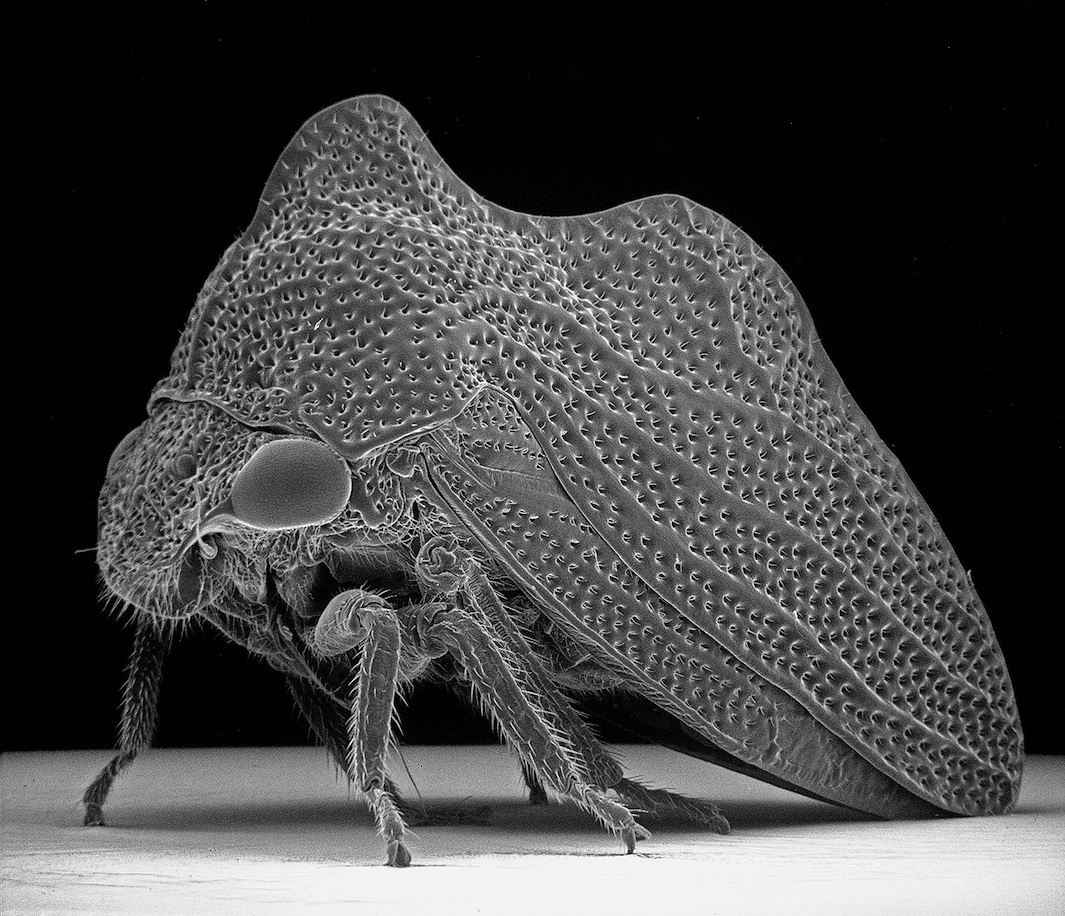 Insect Photography with Electron Microscope8