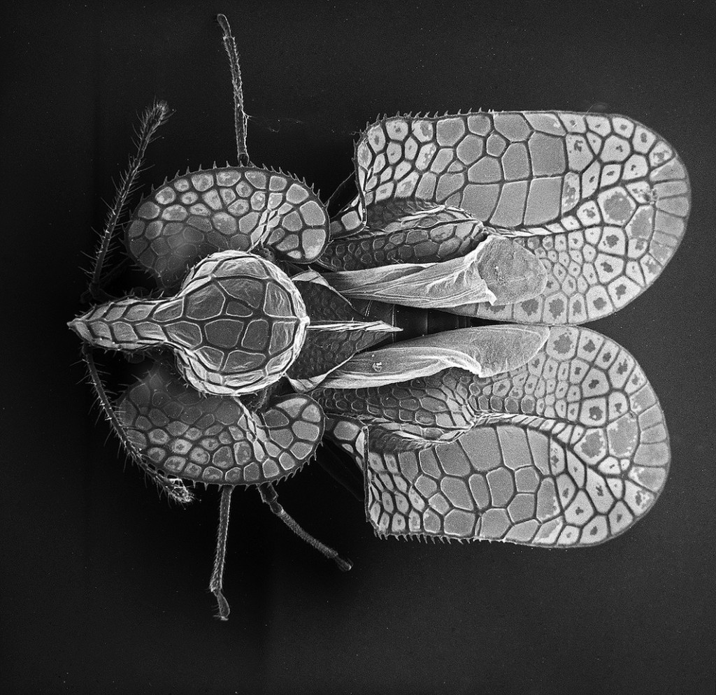Insect Photography with Electron Microscope – Fubiz Media