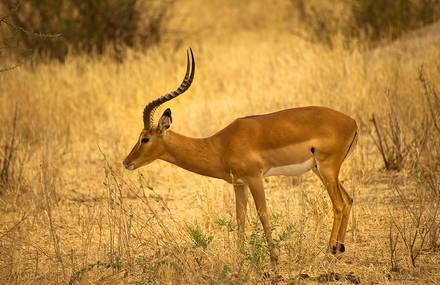 UNITED COLORS OF TANZANIA