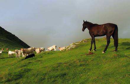 Pyrénées à Cheval