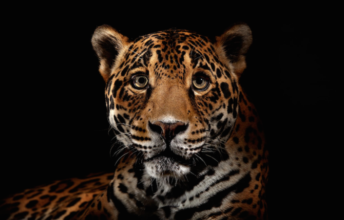 Big Cats Photography