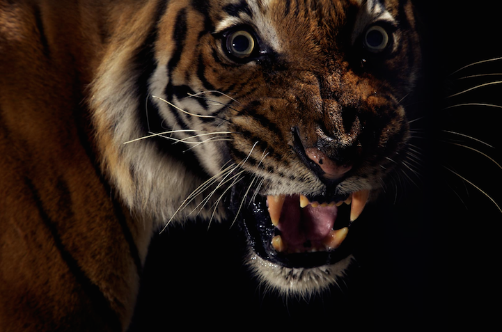 Big Cats Photography11