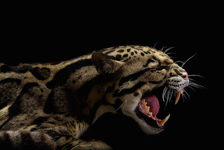 Big Cats Photography12