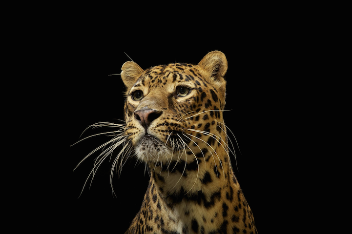 Big Cats Photography4