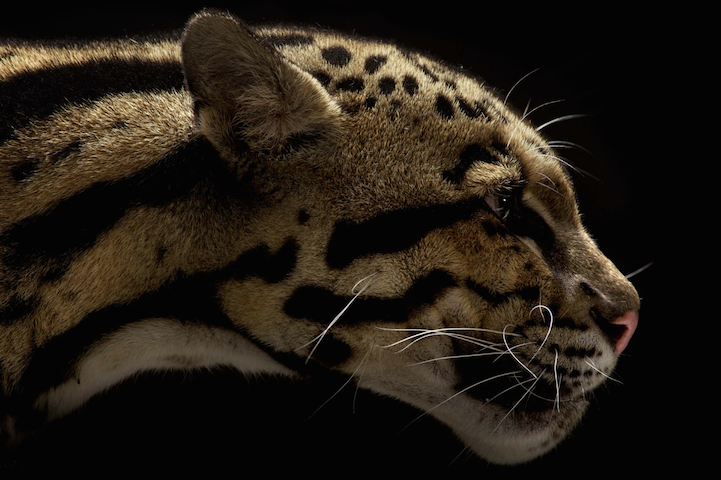 Big Cats Photography7