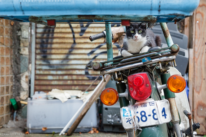 Neko Land - Cats in Japan10