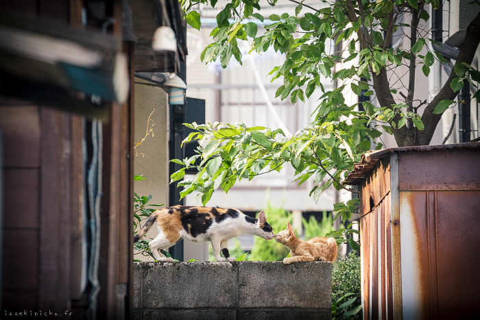 Neko Land - Cats in Japan12