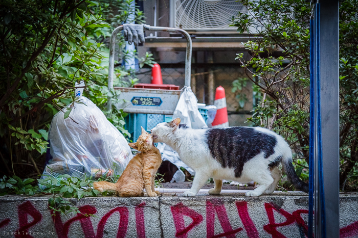 Neko Land - Cats in Japan14